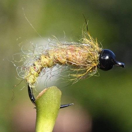 Nymphe Caddis olive avec bille noire