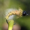 Nymphe Caddis olive avec bille noire