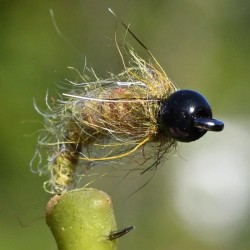 Nymphe Caddis olive avec bille noire