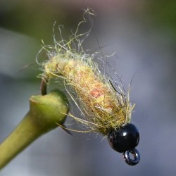 Nymphe Caddis olive avec bille noire