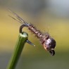 Mini Jig Pheasant Tail naturel avec bille cuivre