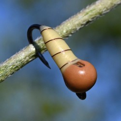 Jig Bamboule crème avec bille chocolat