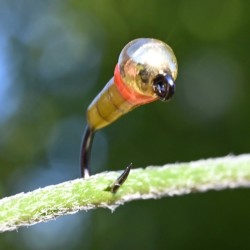 Mini Jig Baby Bamboule jaune avec bille or et tag orange fluo
