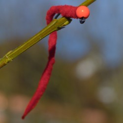 Jig Worm avec bille orange fluo