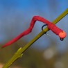 Jig Worm avec bille orange fluo