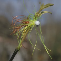Jig Poulpe avec bille blanche