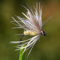 Mouche émergente la Peute jaune