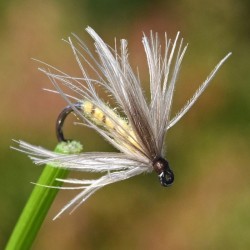 Mouche émergente la Peute jaune