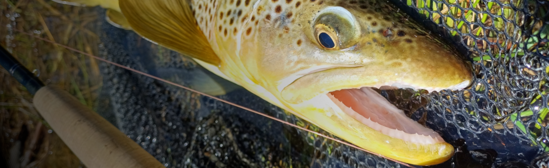 Je te propose une gamme d'accessoires mouche utiles et pratiques...