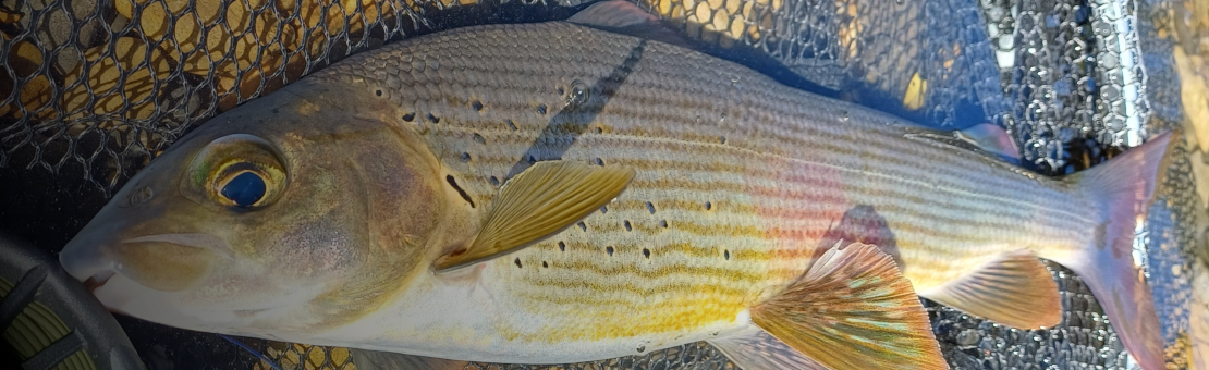 Une collection de mouches efficaces dans toutes les situations...